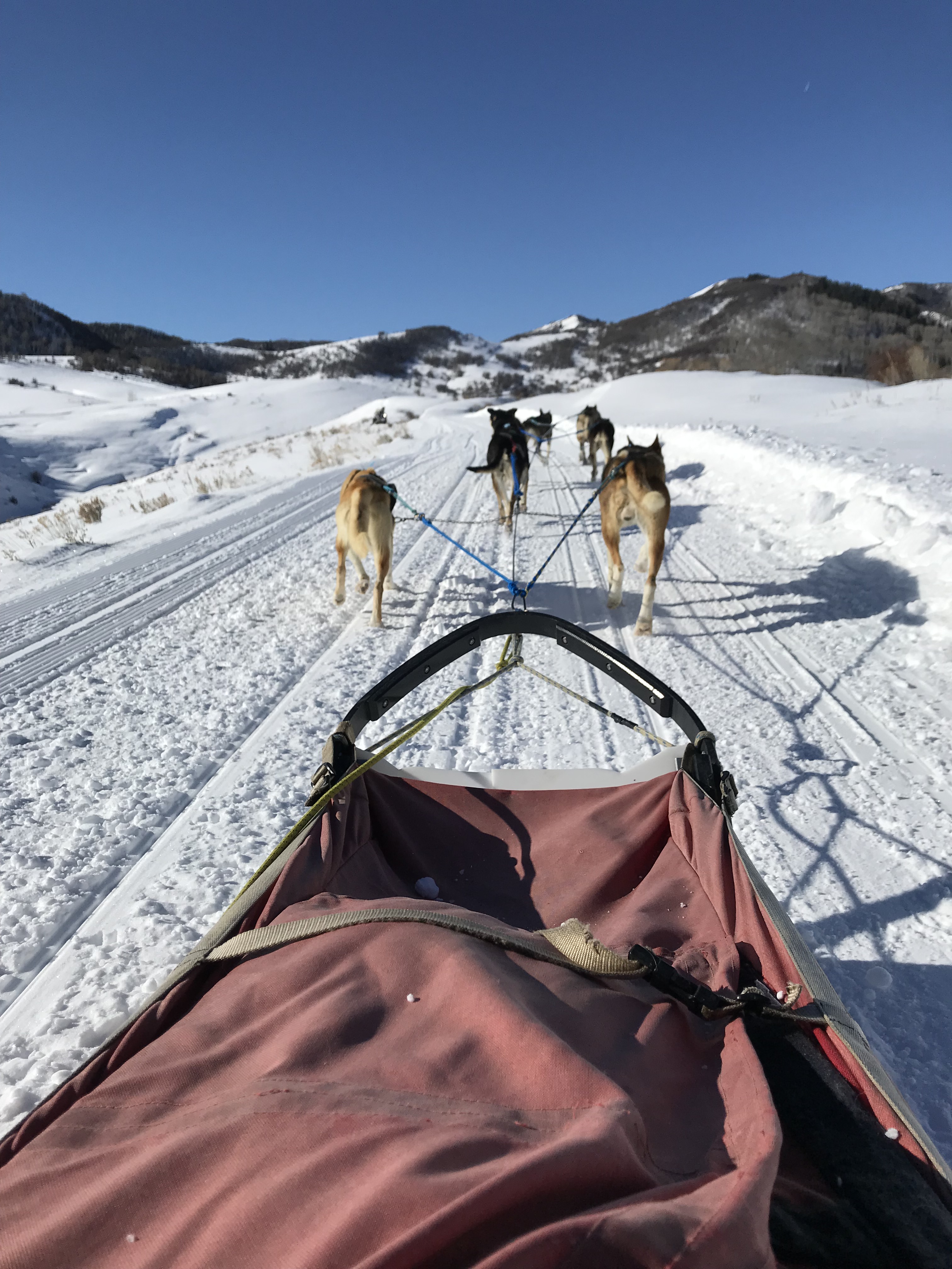 dog sledding | Mel's Mosaic